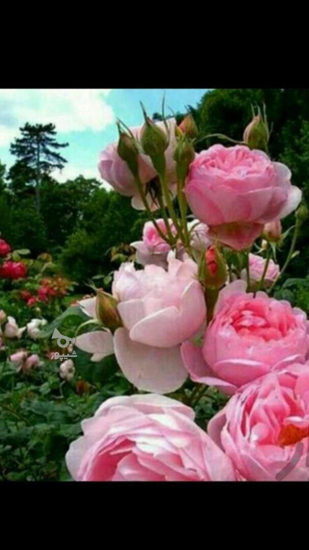 سم پاشی منزل باغبانی هرس نظافت اچارفرانس