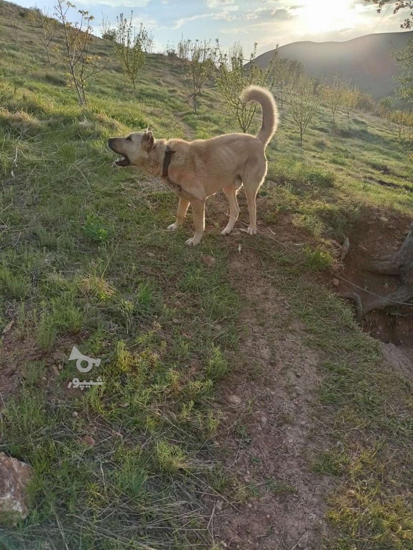 گمشده سگ سرابی