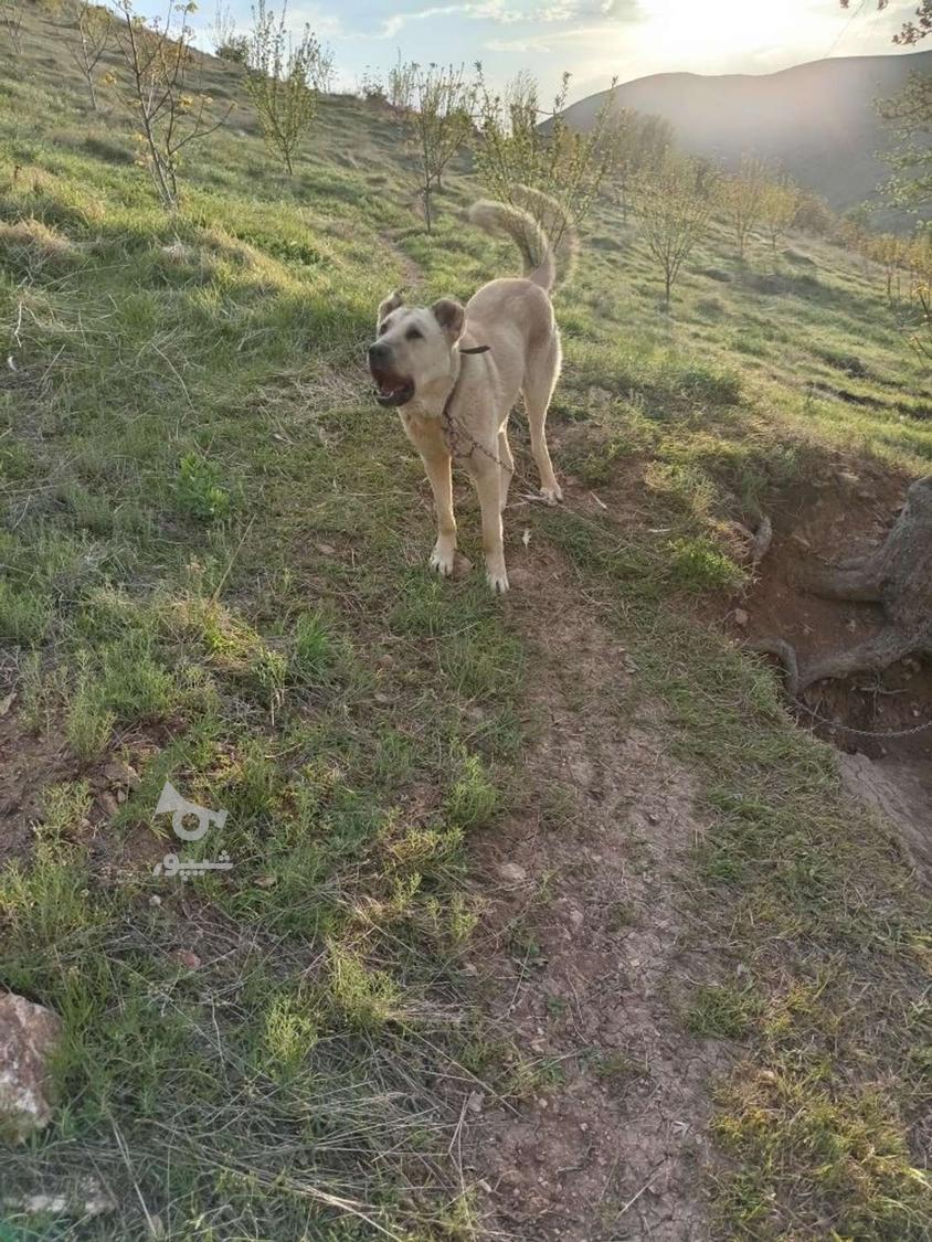 گمشده سگ سرابی