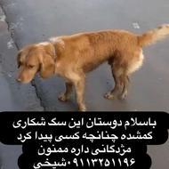 سگ سیتر گمشده یکسال دم کوتاه سیتر