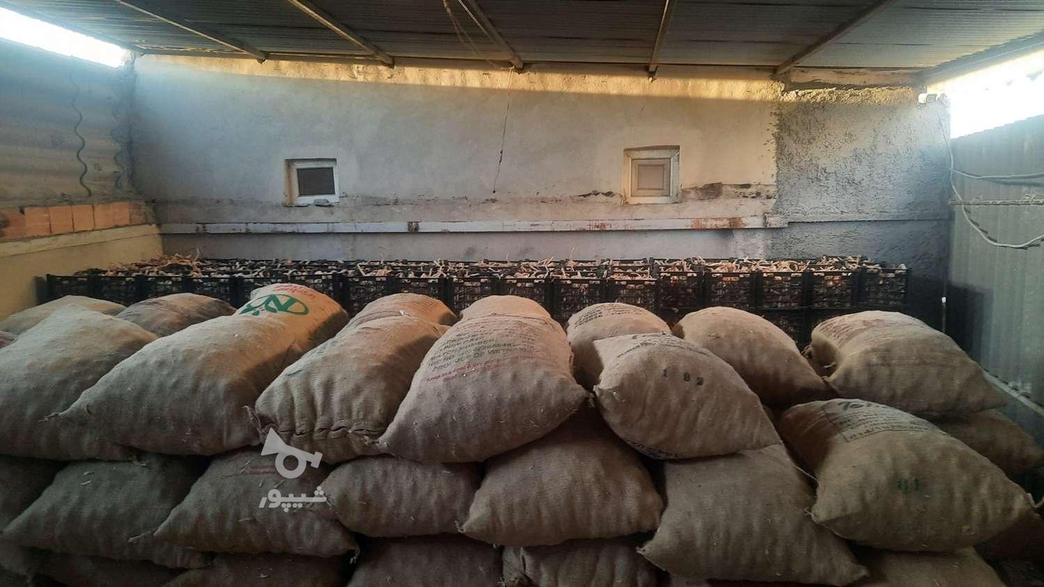 فروش بذر سیر درجه1 گوگان یک ویک