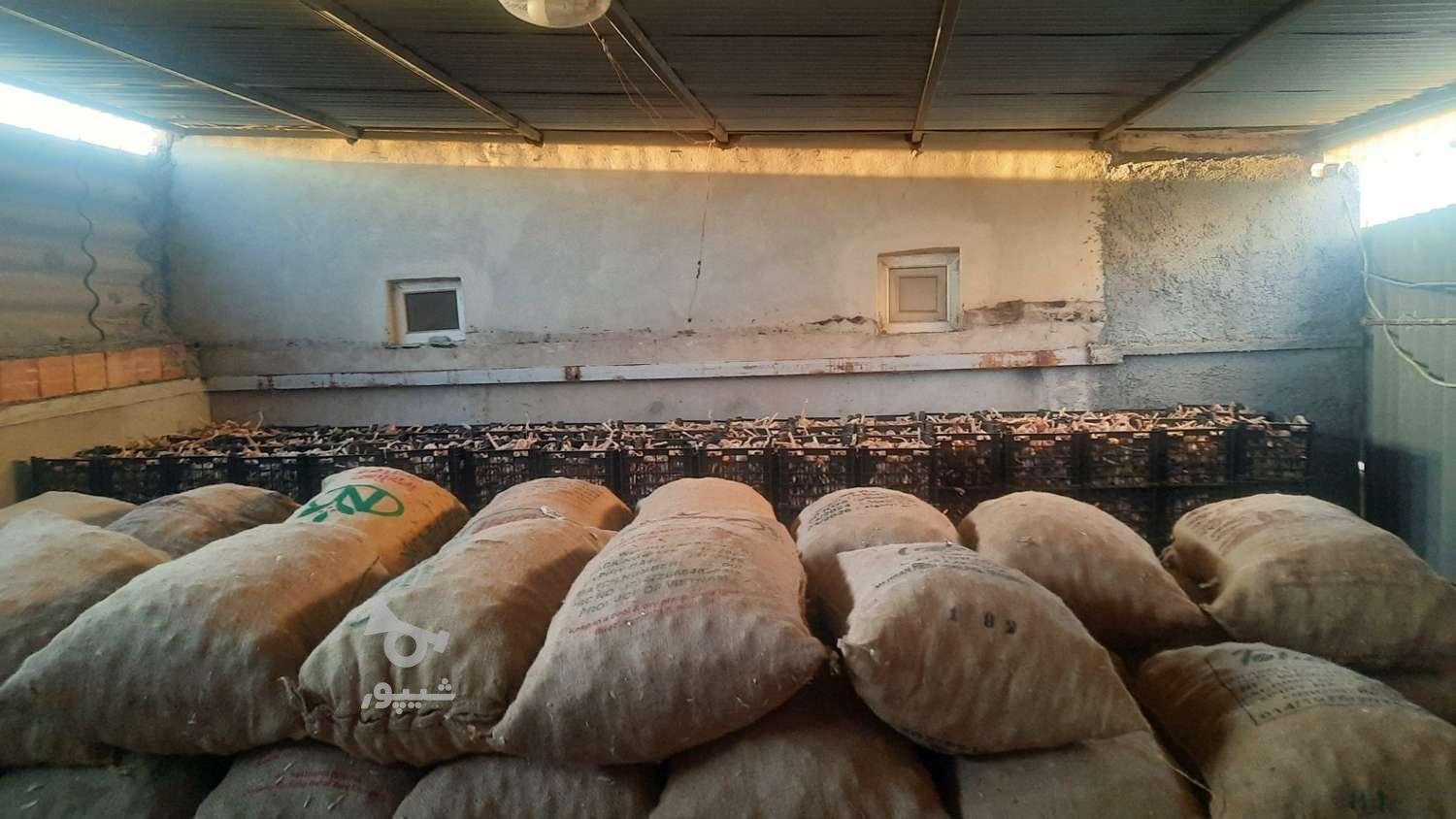فروش بذر سیر درجه1 گوگان یک ویک