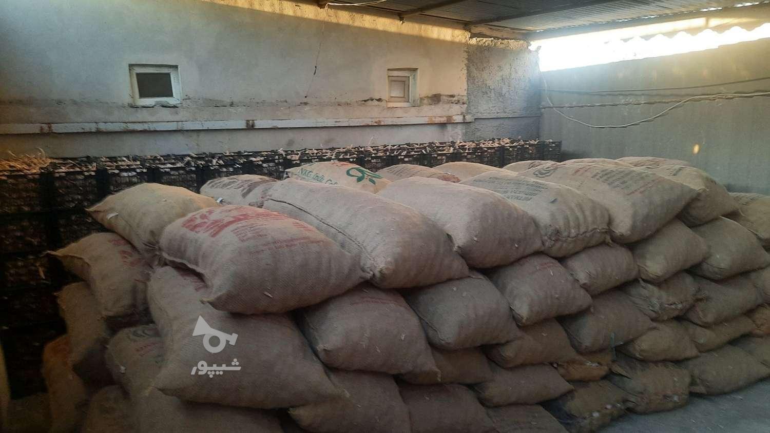 فروش بذر سیر درجه1 گوگان یک ویک