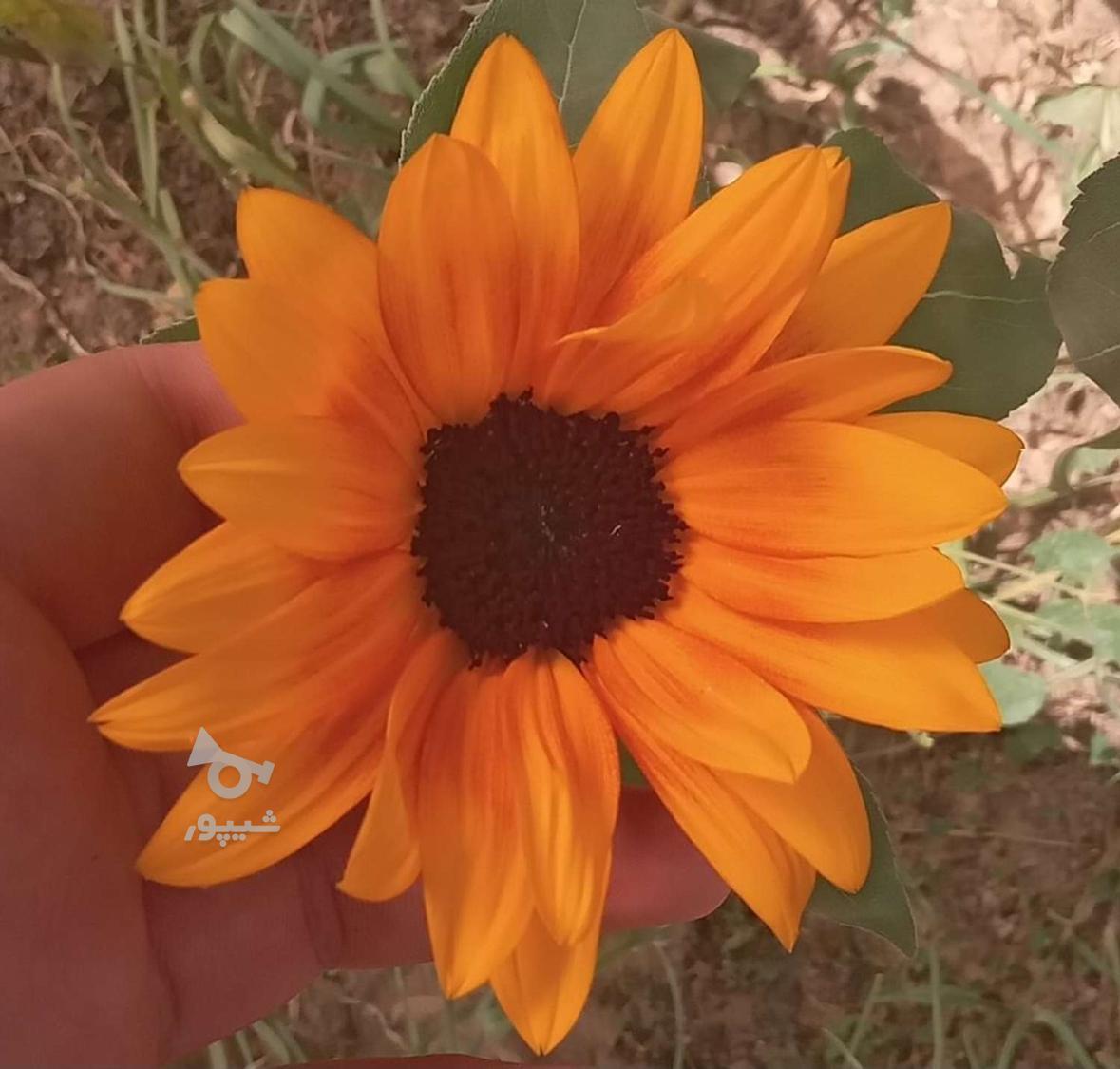 گل آفتابگردون طبیعی