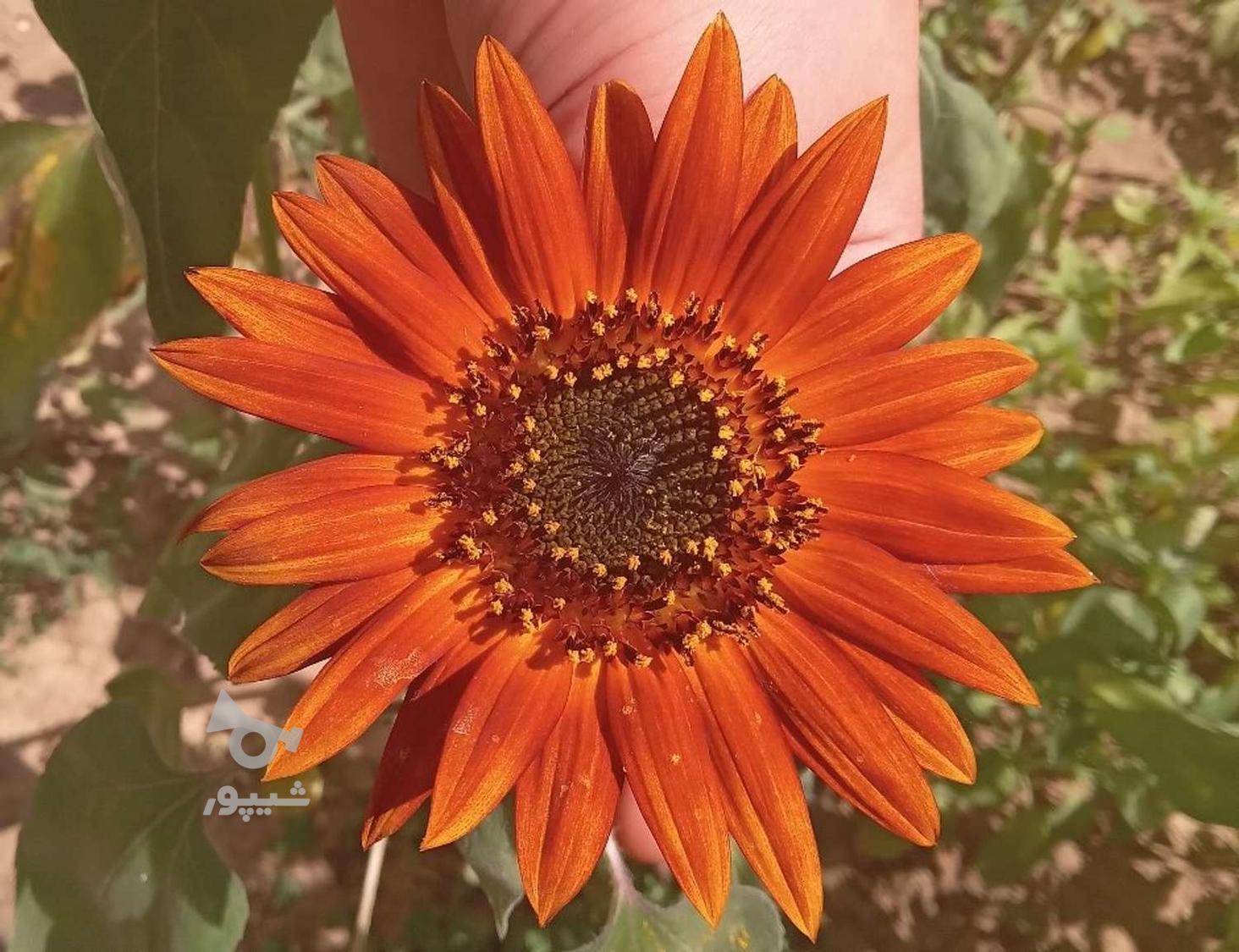 گل آفتابگردون طبیعی