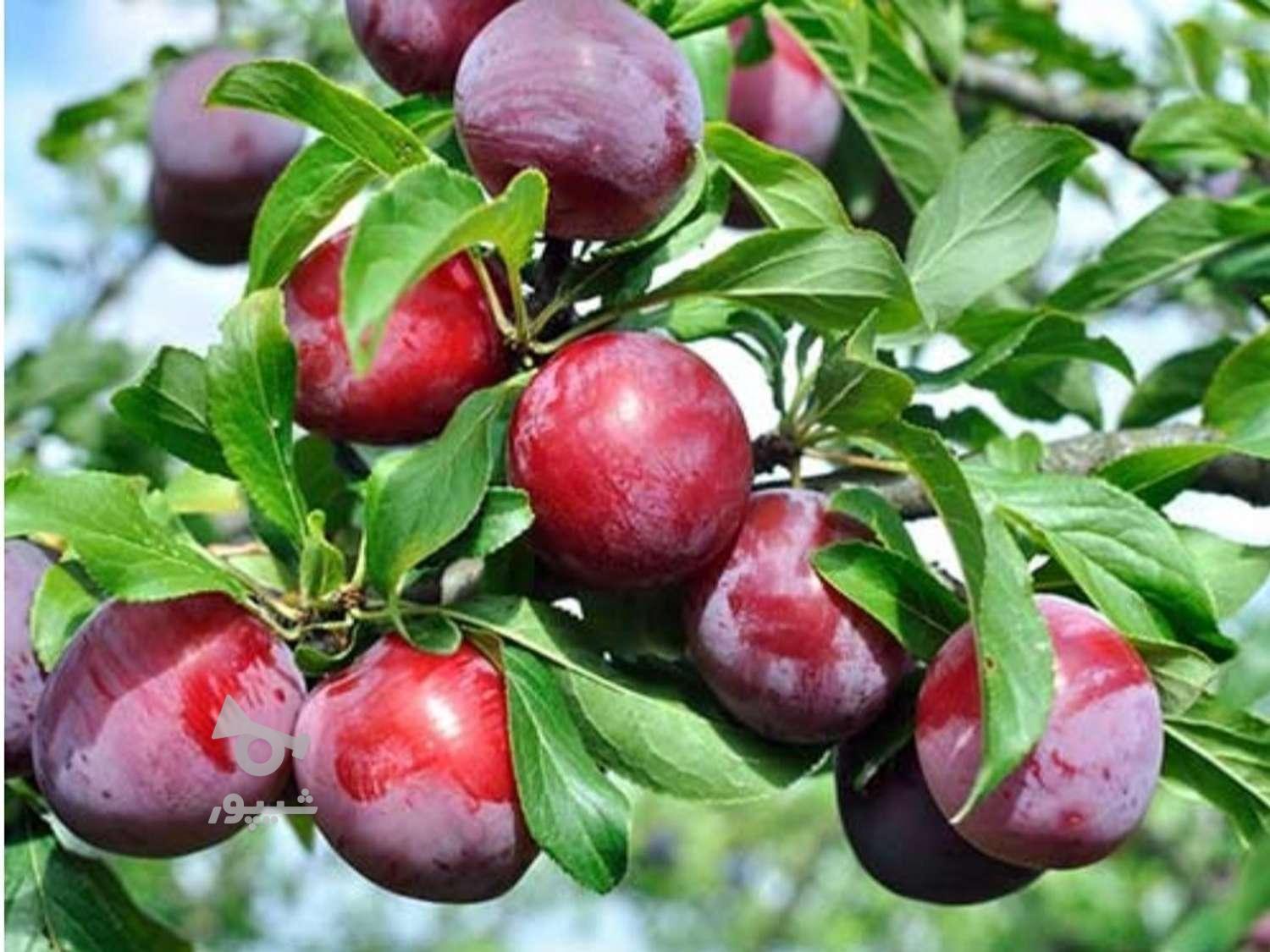 خواهان کارگر برای میوه - undefined