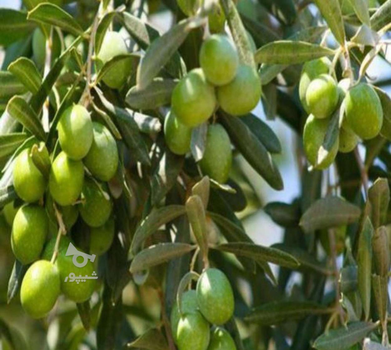 خرید و فروش زیتون بصورت کلی و جزی