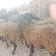 تعدادی گوسفند نر تخمی