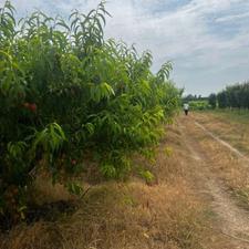 فروش 3600متر زمین باغی شلیل واقع در جاده گلما