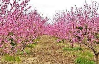 فروش باغچه 200متری سند دار