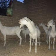 بز وچبش سانن اصیل وتخمی