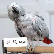 طوطی خریدارم