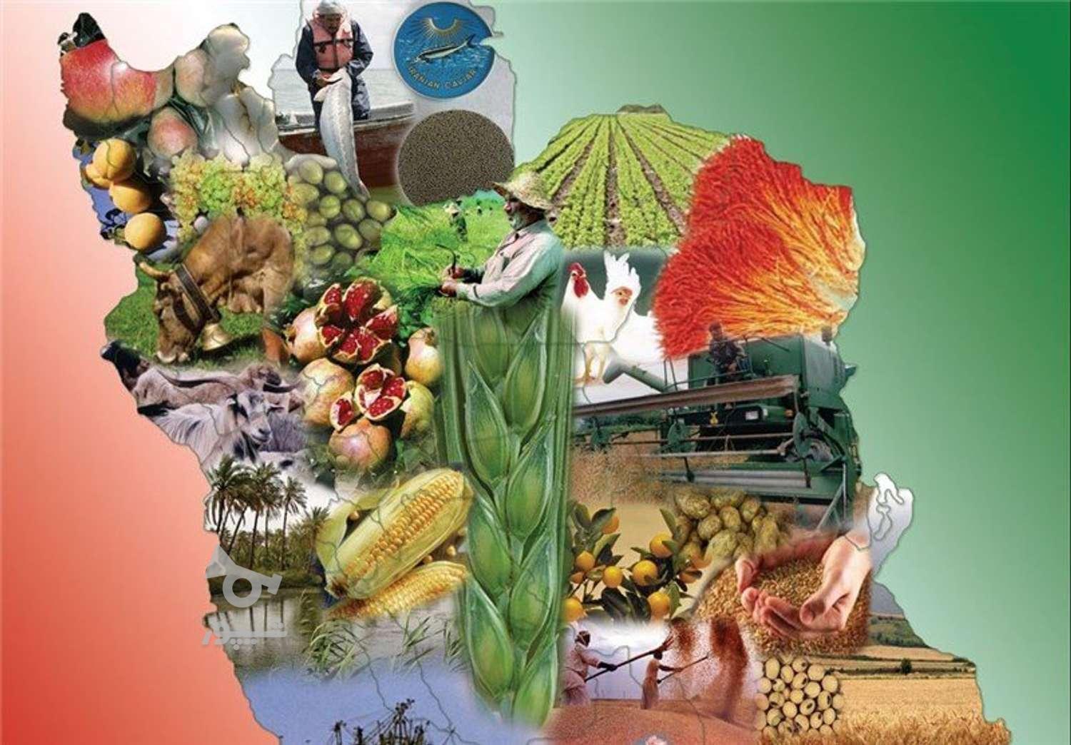 مسئول فنی صنایع غذایی جویای کار - undefined