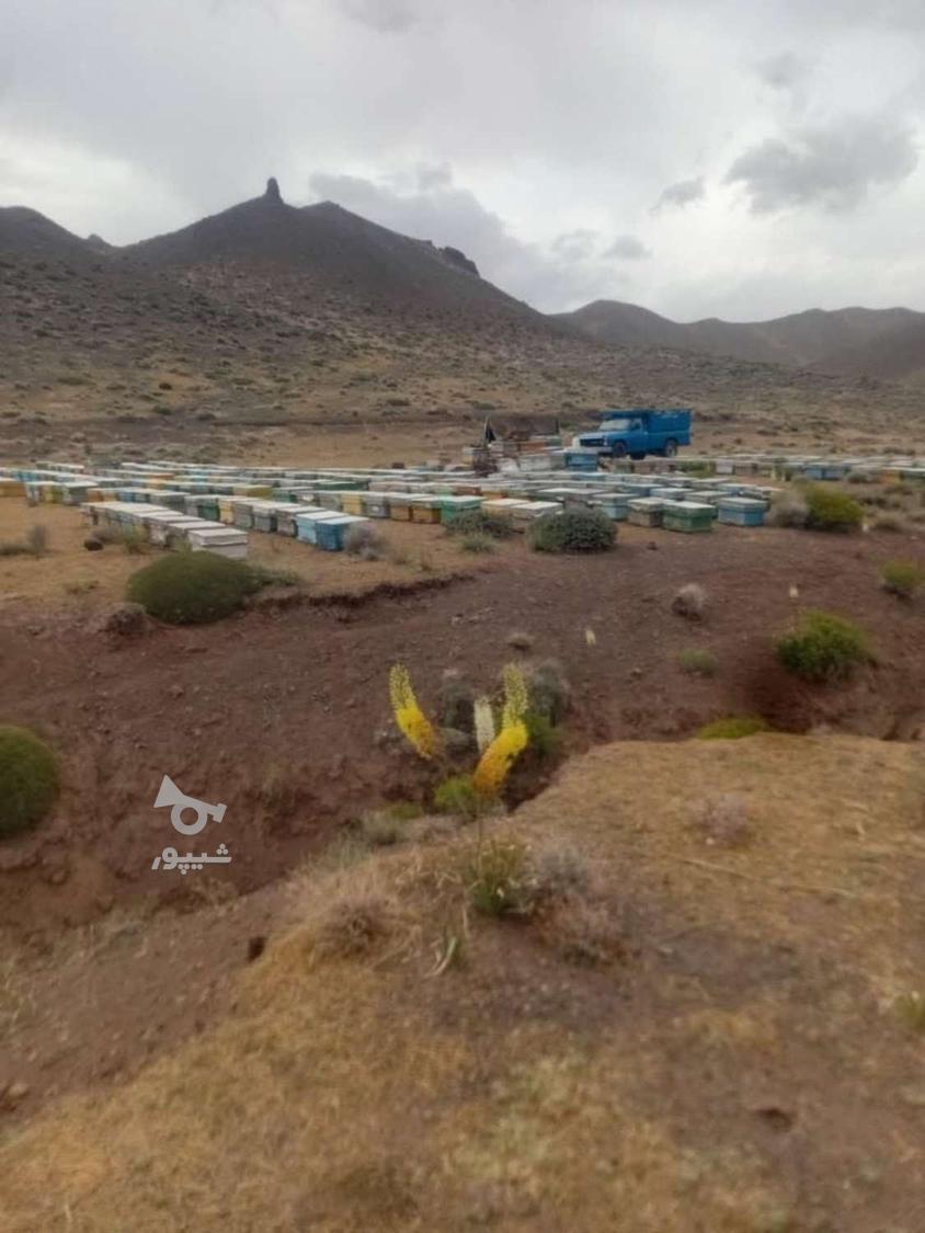 زنبورستان رحیمی.ارسال به کل کشور.عسل طبیعی درجه یک کوهستان .