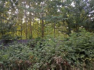 فروش ویلا 13000 متر در جاده کیسم