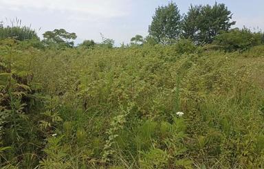 فروش ویلا 25000 متر در حسن آباد