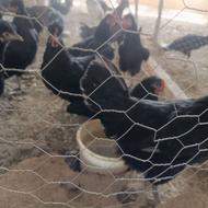 مرغ جوان تخم گذار