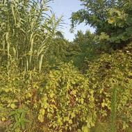 فروش زمین مسکونی 3400 متر در جاده اصلی