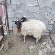 گوسفند نژاد ماکو