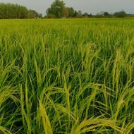 فروش زمین کشاورزی 3500 متر در نوده