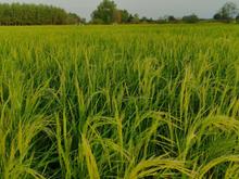 فروش زمین کشاورزی 3500 متر در نوده در شیپور