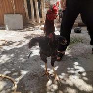 مرغ و خروس لاری