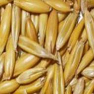 جو،باپوست قیمت توافقی حددا50کیلو