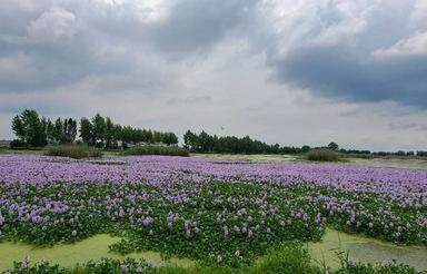 فروش زمین 100 متری در خیابان ام.آر.آی،قوامی18