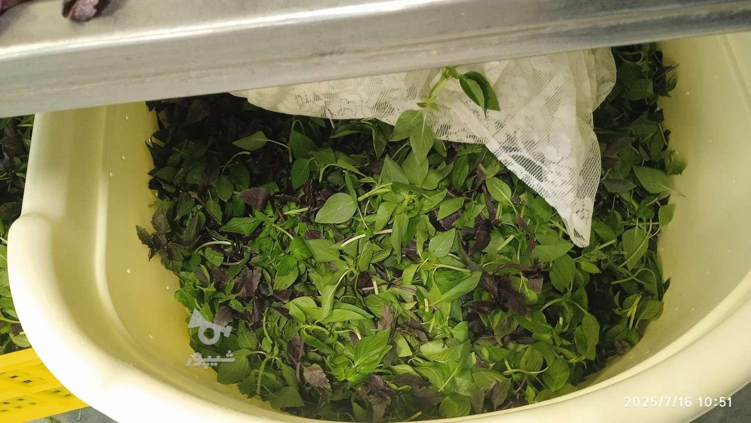 سبزی منجمد آشی .قورمه .کوکو. و خوردن