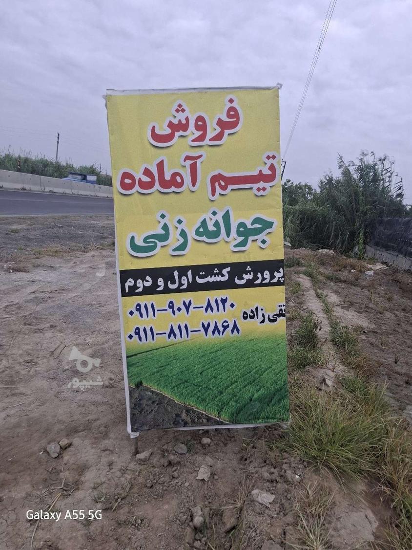 فروش تیم آماده نشا بینام و، طارم هاشمی با شرایط چکی واقساطی
