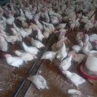 مرغ تخمگذار