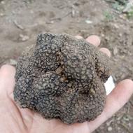 آموزش سگ شکاری برای دنبلان