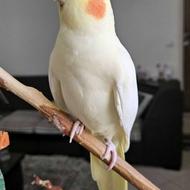 عروس هلندی گم شده