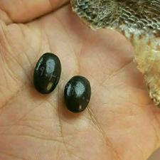 مهره مار اصل عینکی وارداتی