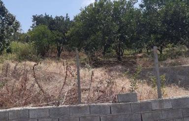 فروش زمین کشاورزی 823 متر در وسطی کلا