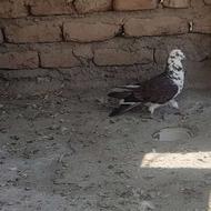 نر این کبوتر گمشده است