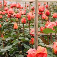 فروش عمده بوته رز هلندی گلخانه ای