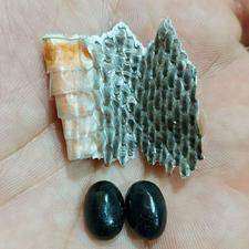 مهره مار اصل جفت عینکی کبری