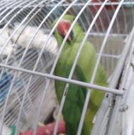 خریدارطوطی ملنگو وشاه طوطی