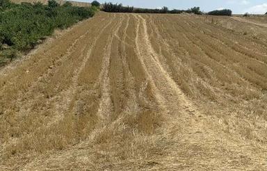 زمین کشاورزی