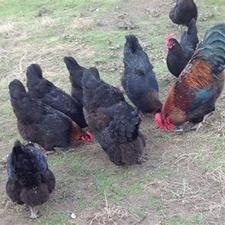 فروش تخم نطفه دار مرغ بلک استار بهترین نژاد تخم گذار