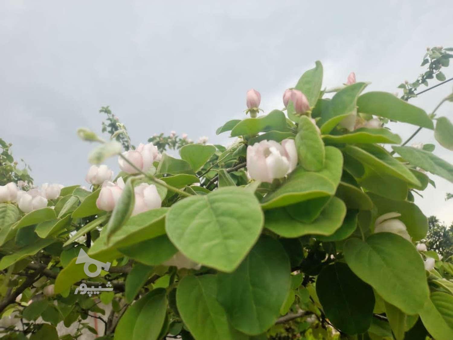 دنبال کار بسته بندی تو منزل هستم - عقاب