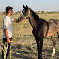 کره اسب عرب