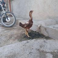 مرغ لاری درجه یک