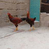 خروس. لاری.