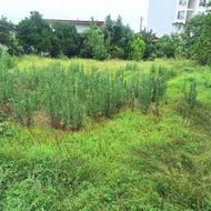 زمین مسکونی 1000 متر دراول جاده سرولات چابکسر