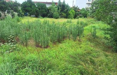 زمین مسکونی 1000 متر دراول جاده سرولات چابکسر