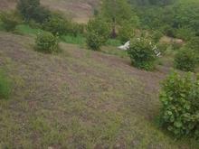 زمین مسکونی 2800 متر دراشکورات/ روستا شوک در شیپور