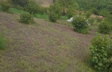 زمین مسکونی 2800 متر دراشکورات/ روستا شوک