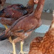 جوجه خروس لاری